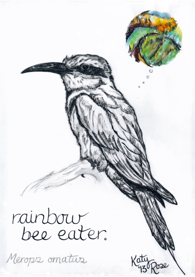 rainbow bee eater